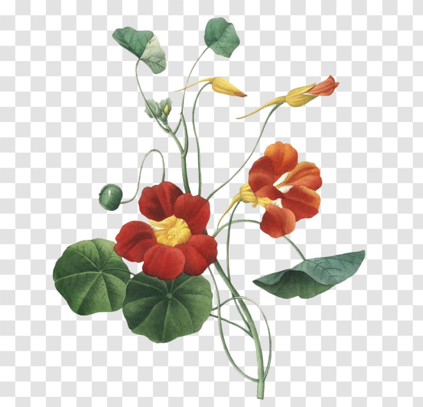 Garden Nasturtium Botanical Illustration Painting Design - Flora Transparent PNG