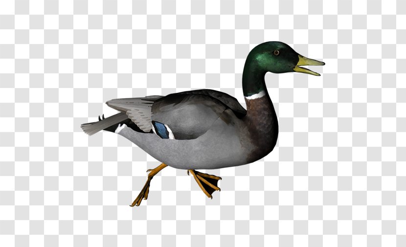 Duck Hunt American Pekin Transparent PNG