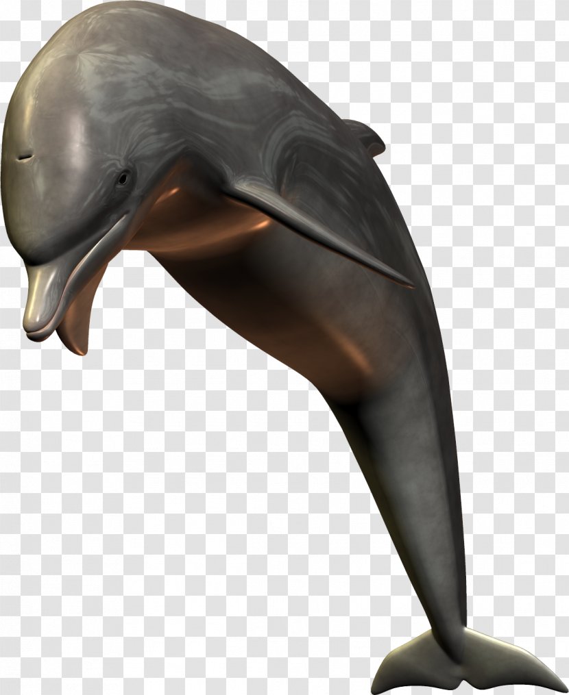 Common Bottlenose Dolphin Short-beaked Tucuxi - Marine Mammal Transparent PNG
