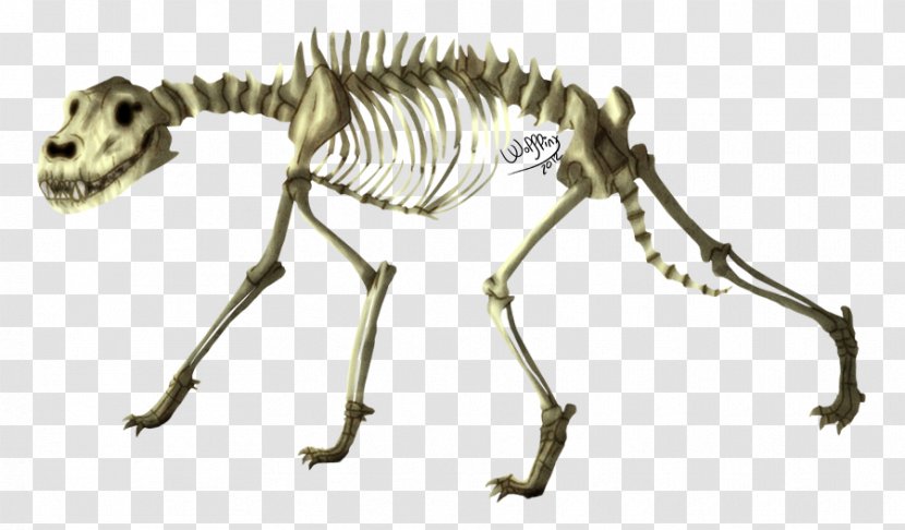 Skeleton Dog Coyote Animal Ethiopian Wolf - Gray Transparent PNG