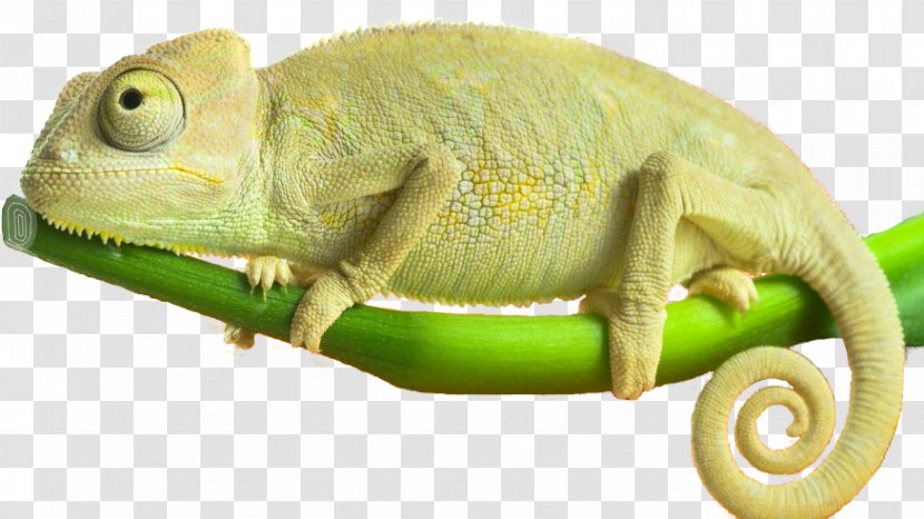 Chameleons Reptile Amphibians Iguanas - Animal - Surfboard Bite Transparent PNG