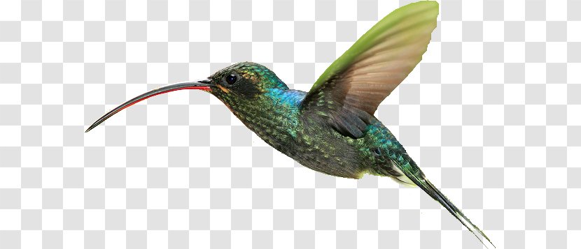 Hummingbird Lossless Compression - Fauna - Bird Transparent PNG