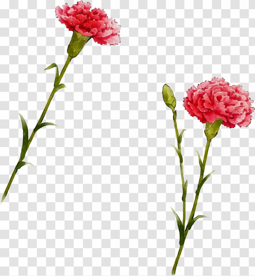 Flower Flowering Plant Cut Flowers Pink - Watercolor - Stem Pedicel Transparent PNG