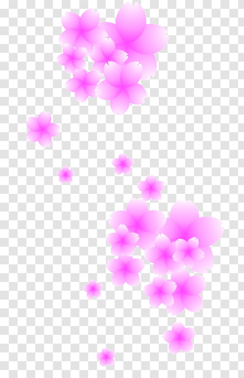 Cherry Blossom - Information - Pink Blossoms Transparent PNG