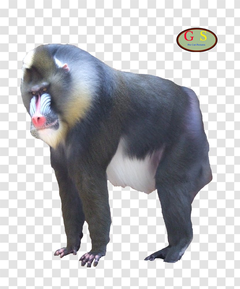 Mandrill Primate Mammal Cercopithecidae Monkey - Cercopithecini Transparent PNG