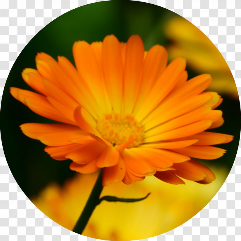 Calendula Officinalis Marigold Flower Essential Oil Herb Transparent PNG