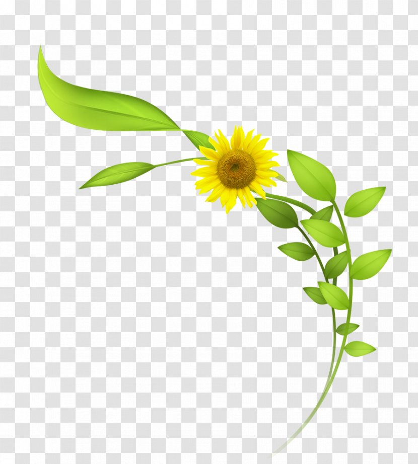 Common Sunflower Cartoon - Daisy Family - Hand Painted Transparent PNG