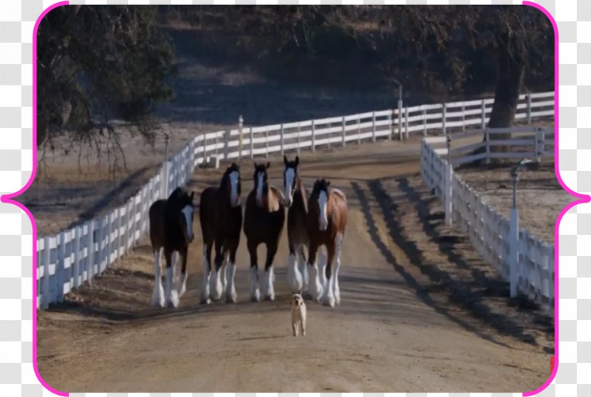 Clydesdale Horse Budweiser Puppy Dog Beer - Pack Animal Transparent PNG