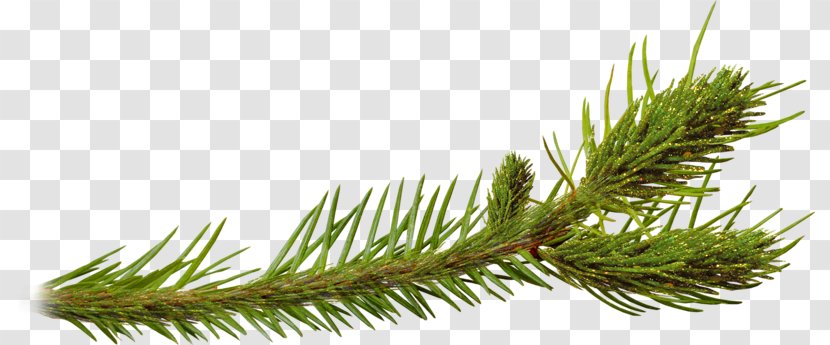Pine Spruce Larch Plant Clip Art - Tree Transparent PNG