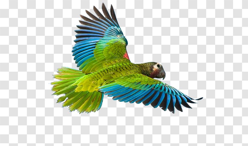 Greater Vasa Parrot Bird Cuban Amazon Macaw - Organism - Fish Transparent PNG
