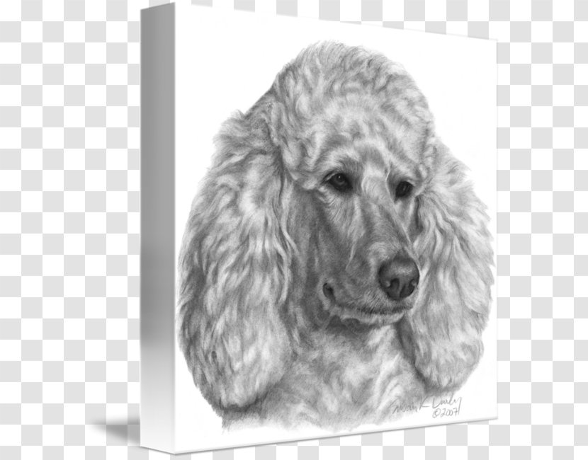 Standard Poodle Miniature Puppy Dog Breed - Crossbreed Transparent PNG