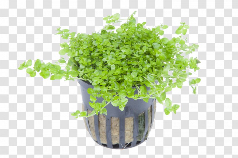 Hemianthus Micranthemoides Callitrichoides Aquarium Plant Light - Flowerpot Transparent PNG