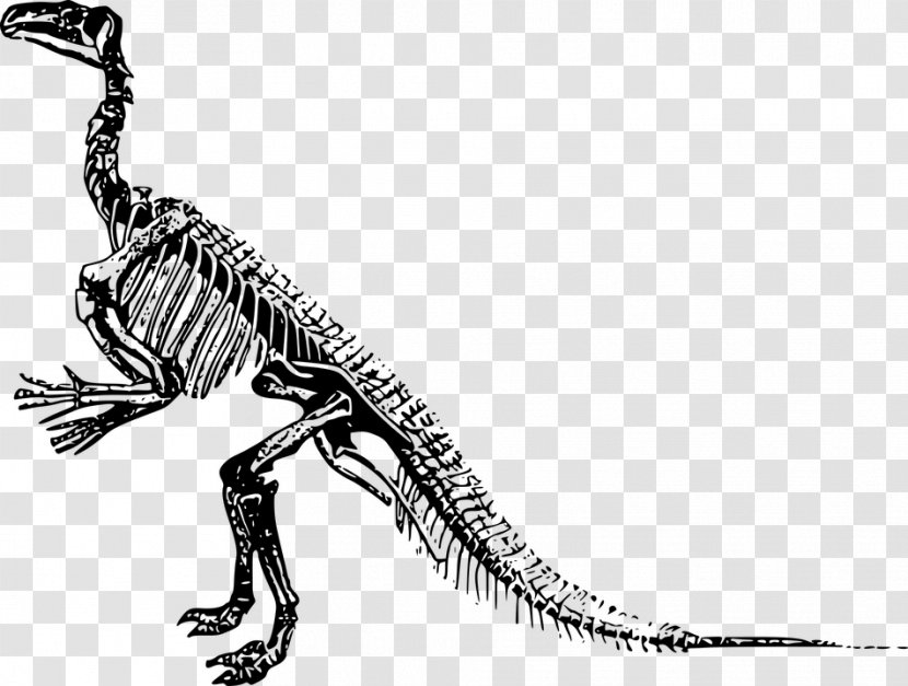 Tyrannosaurus Velociraptor Stegosaurus Iguanodon Triceratops - Human Skeleton - Dinosaurboneshd Transparent PNG