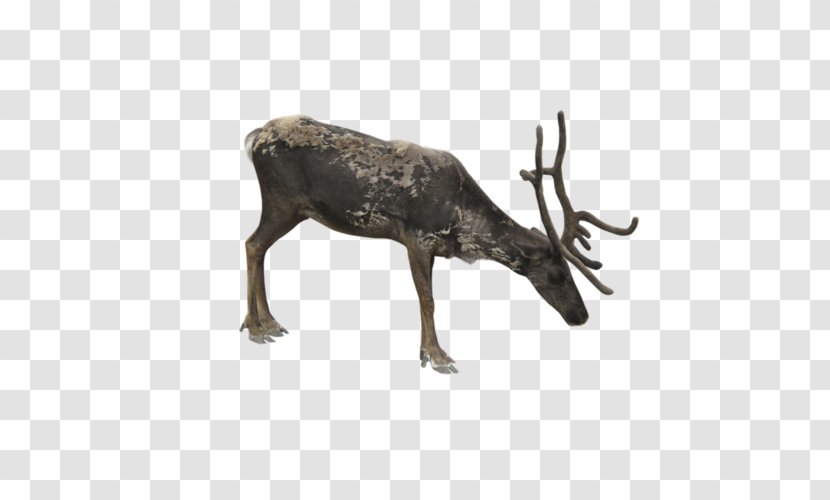 Reindeer Moose Elk - Red Deer Transparent PNG