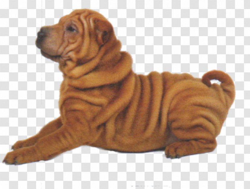 Shar Pei Puppy Dog Breed Companion Dogs Unleashed - Carnivoran Transparent PNG