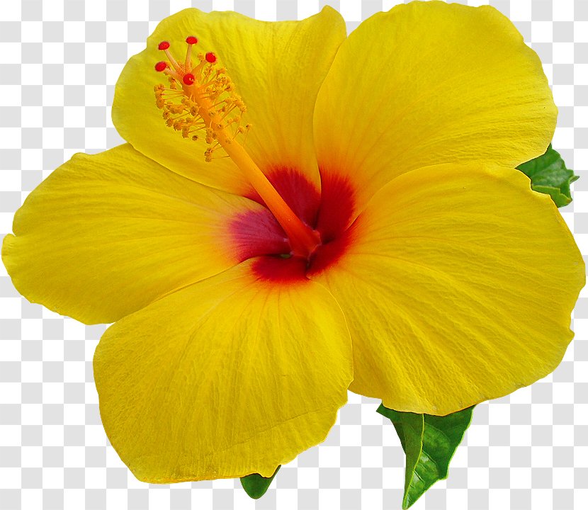 Hawaii Desktop Wallpaper Hibiscus Clip Art - Plant - Tropical Flower Transparent PNG