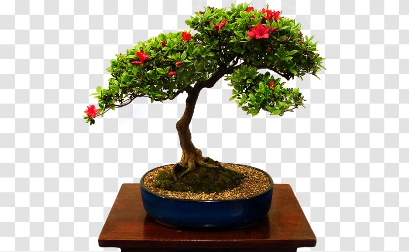 Chinese Sweet Plum Bonsais / Bonsai Tree Beautiful - Shrub Transparent PNG