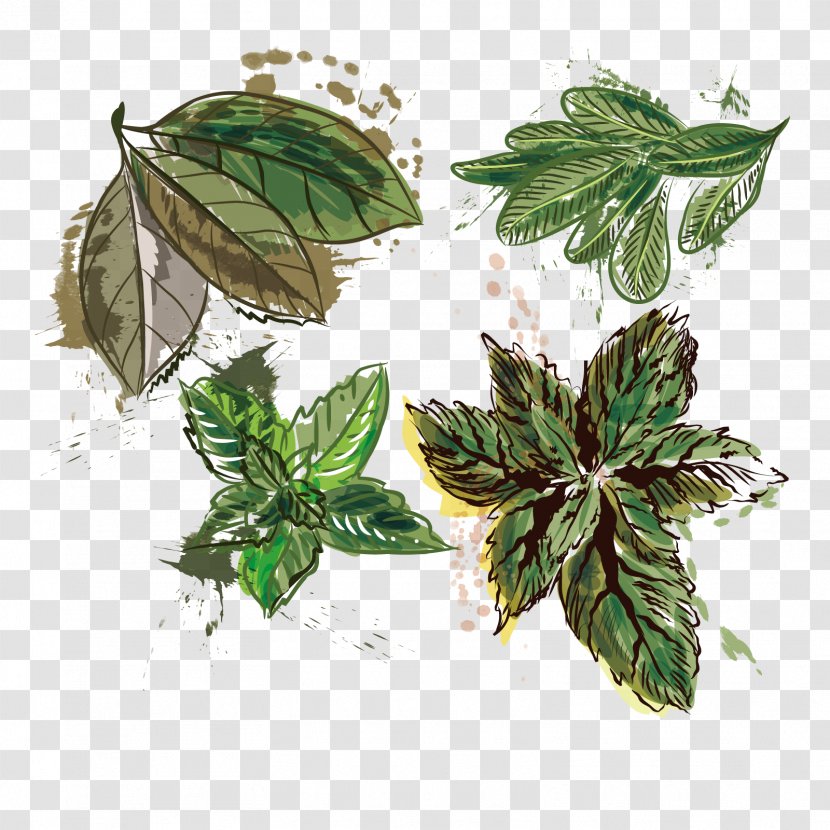 Leaf Mint Euclidean Vector - Herb - Leaves Transparent PNG