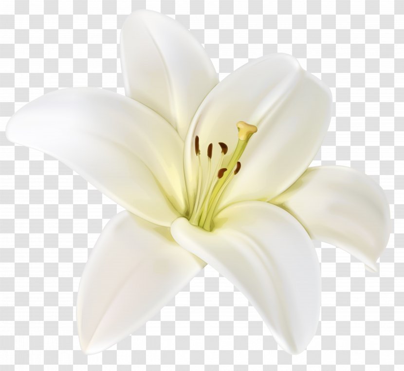 Cut Flowers Lilium Clip Art - Wildflower - White Flower Transparent PNG