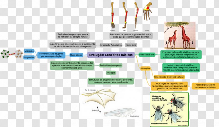 Human Evolution Speciation Concept Natural Selection - Map Transparent PNG