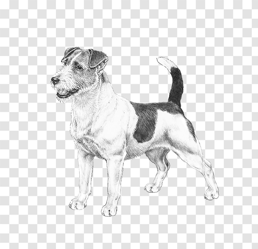 Dog Breed Jack Russell Terrier Puppy American Staffordshire Bergamasco Shepherd - Black And White Transparent PNG