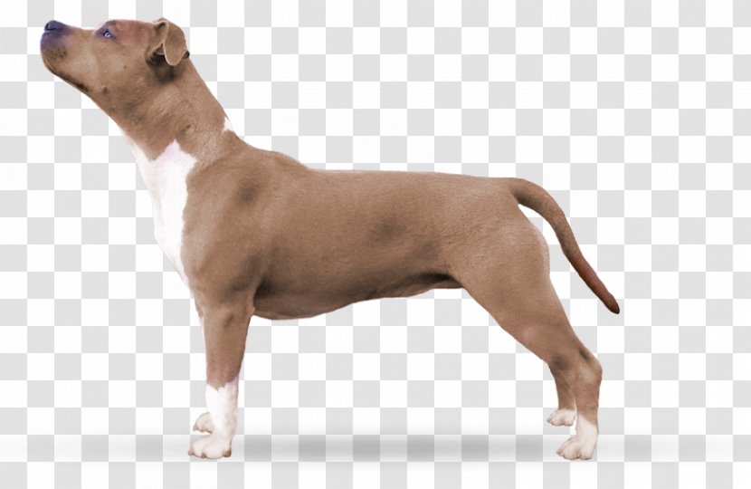 American Staffordshire Terrier Pit Bull And Old English Dog Breed Transparent PNG