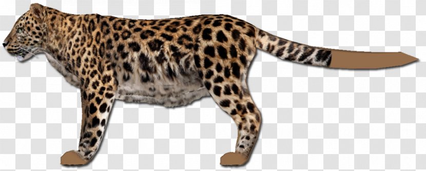 Leopard Ocelot Jaguar Cheetah Whiskers Transparent PNG