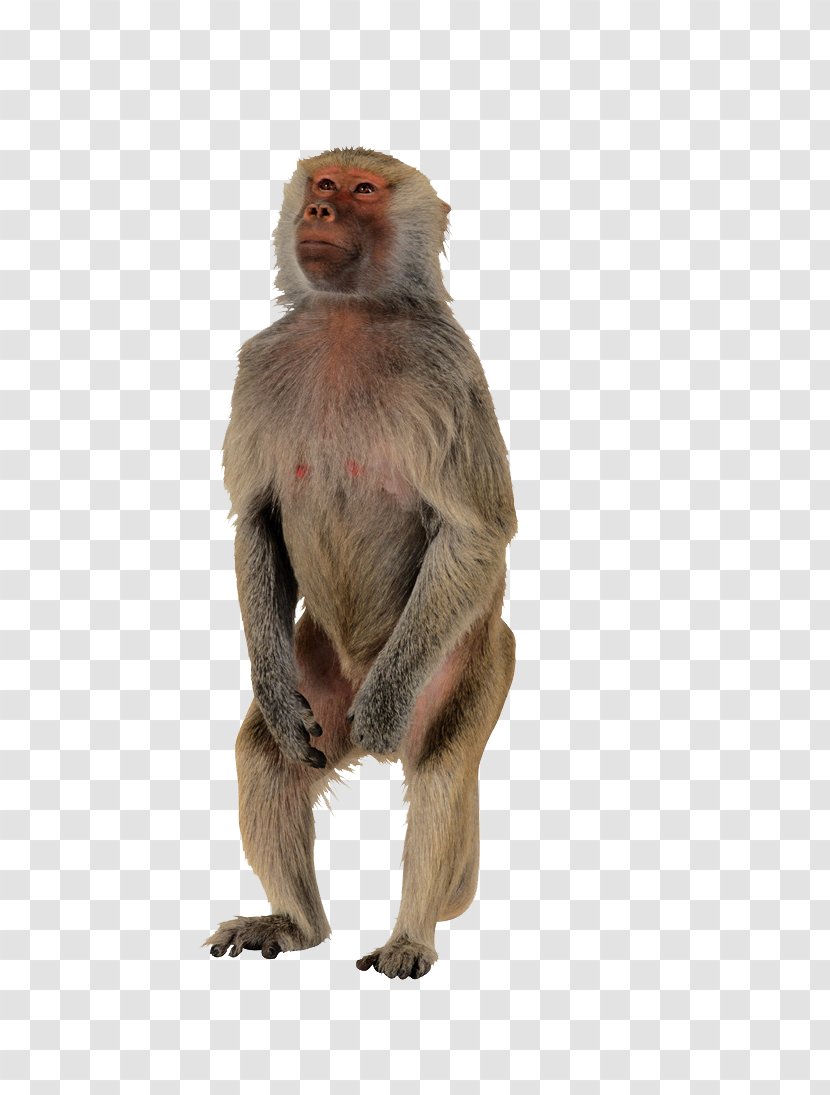 Macaque Monkey Polar Bear Primate Ape - Facial Expression Transparent PNG
