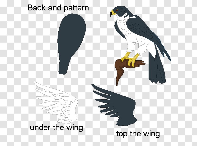 Eagle Bird Of Prey Drawing Hawk - Art Transparent PNG