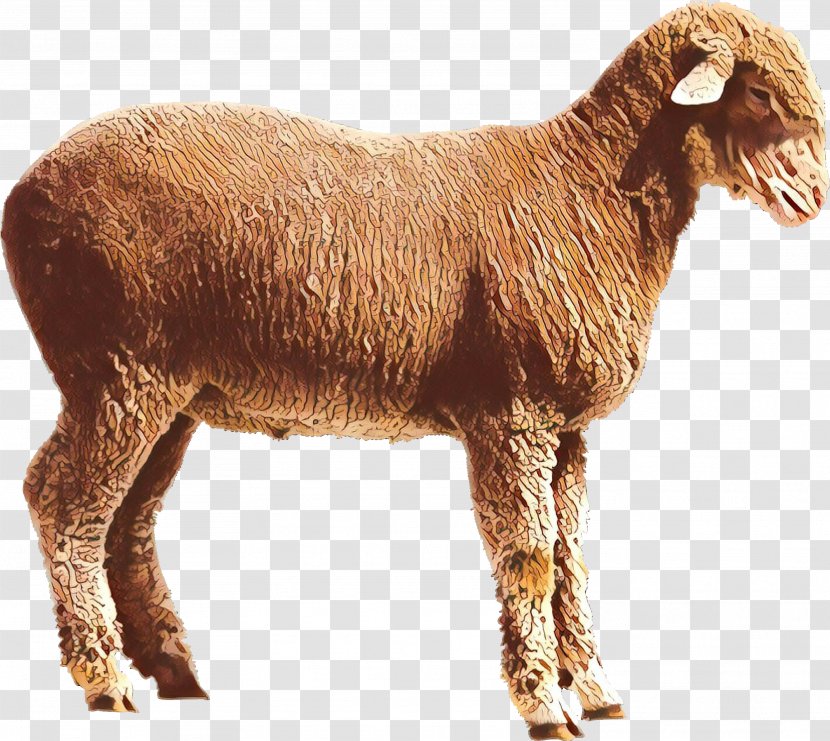 Sheep Boer Goat Pygmy Clip Art - Goats - Goatantelope Transparent PNG