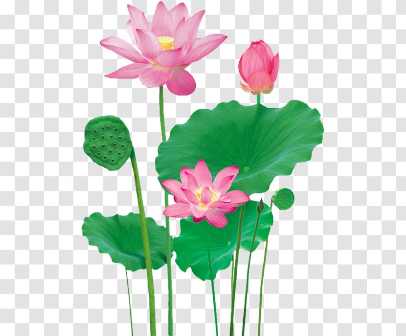 Lotus Pond Nelumbo Nucifera - Pixabay Transparent PNG