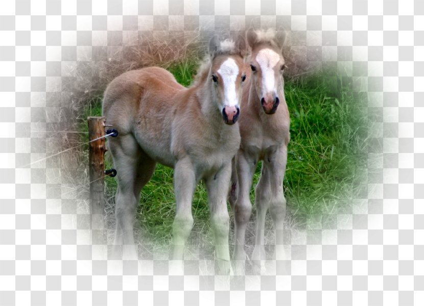 Mare Foal Mustang Shetland Pony Transparent PNG