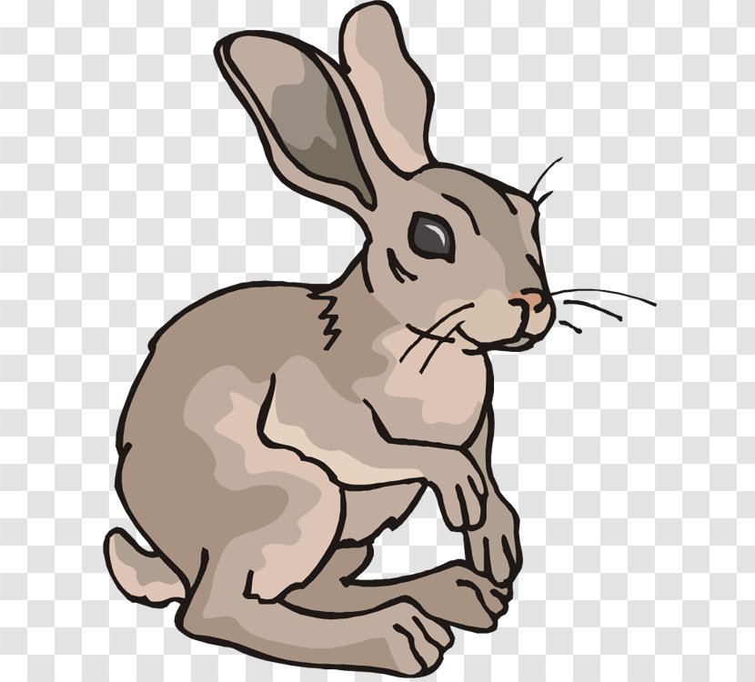 Arctic Hare Rabbit Cartoon Clip Art - Macropodidae - Peter Transparent PNG