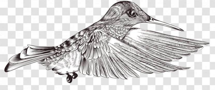 Bird Image Clip Art Painting - Animal Transparent PNG