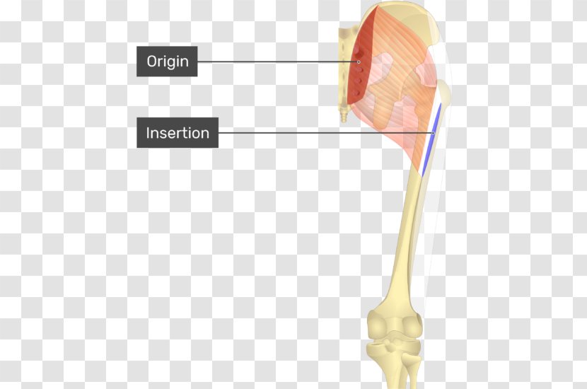Gluteus Maximus Muscle Origin And Insertion Gluteal Muscles Anatomy - Human Transparent PNG