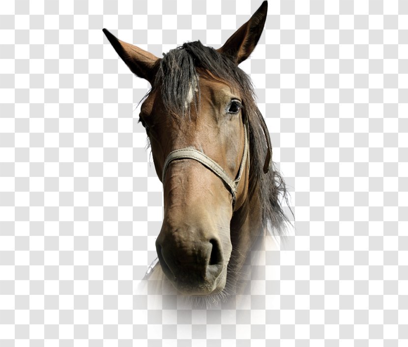 Winnie's Guide To Caring For Your Horse Or Pony Mustang Bridle Goldie's Goldfish - Head Transparent PNG