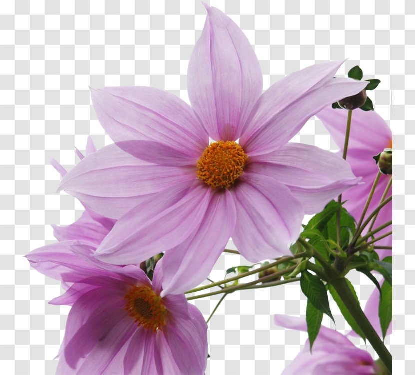 Dahlia Daisy Family Plant Flower - Chrysanthemum - Flowers Transparent PNG