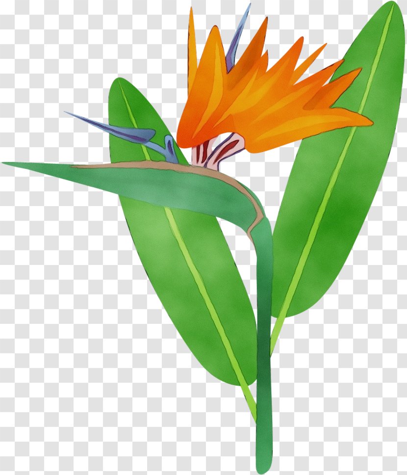 Bird Of Paradise - Cut Flowers - Perennial Plant Birdofparadise Transparent PNG