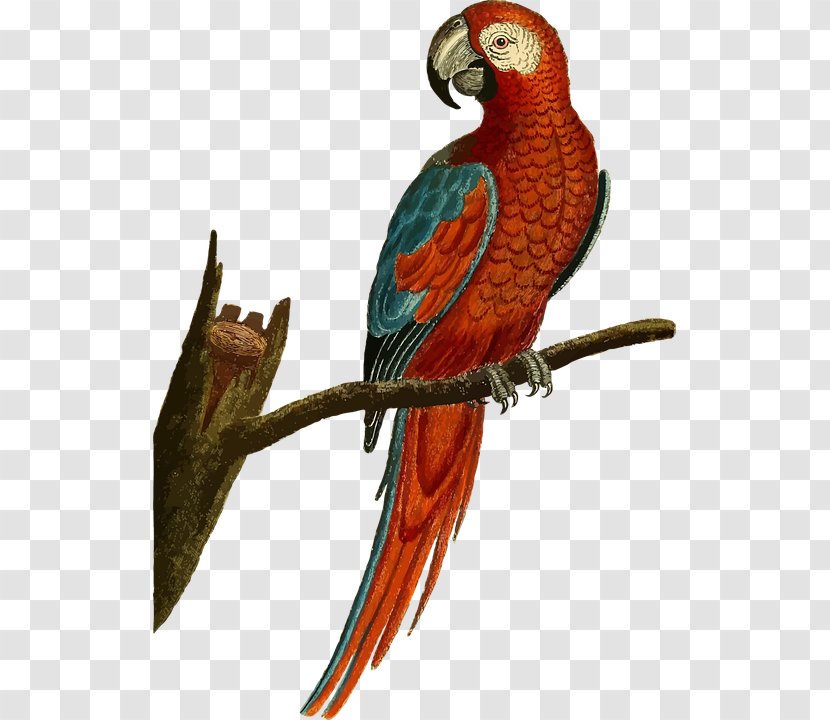 Parrot Cockatiel Budgerigar Bird Macaw - Pixabay - A Standing On Tree Branch Transparent PNG