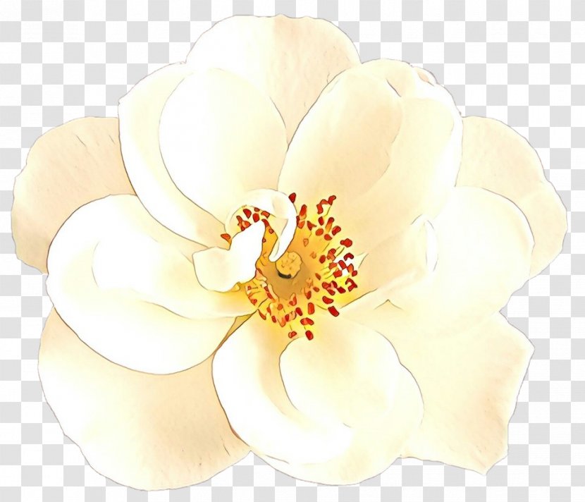 White Petal Flower Plant Flowering - Magnolia Family Blossom Transparent PNG
