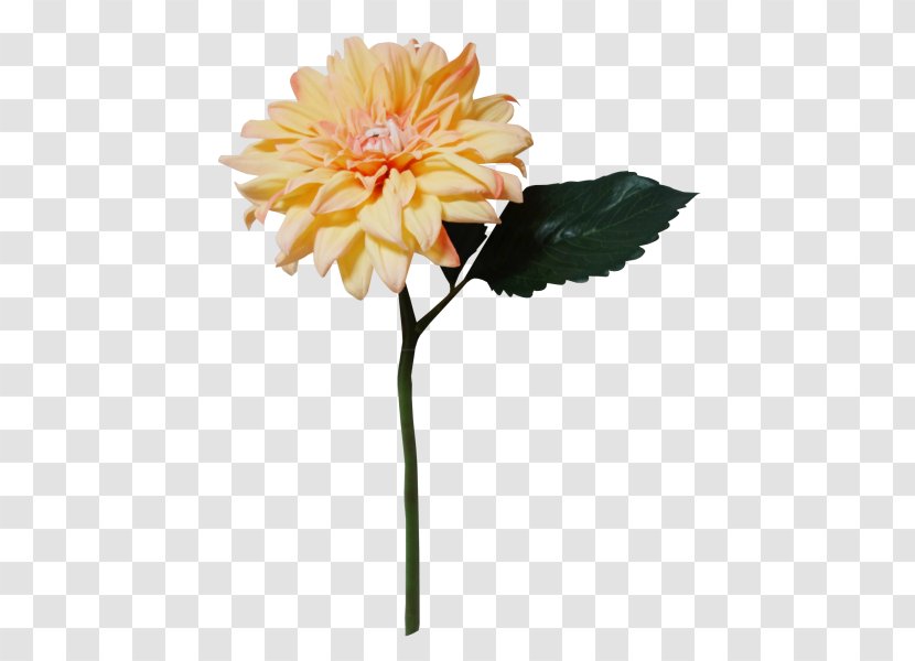 Transvaal Daisy Dahlia Cut Flowers Chrysanthemum Transparent PNG