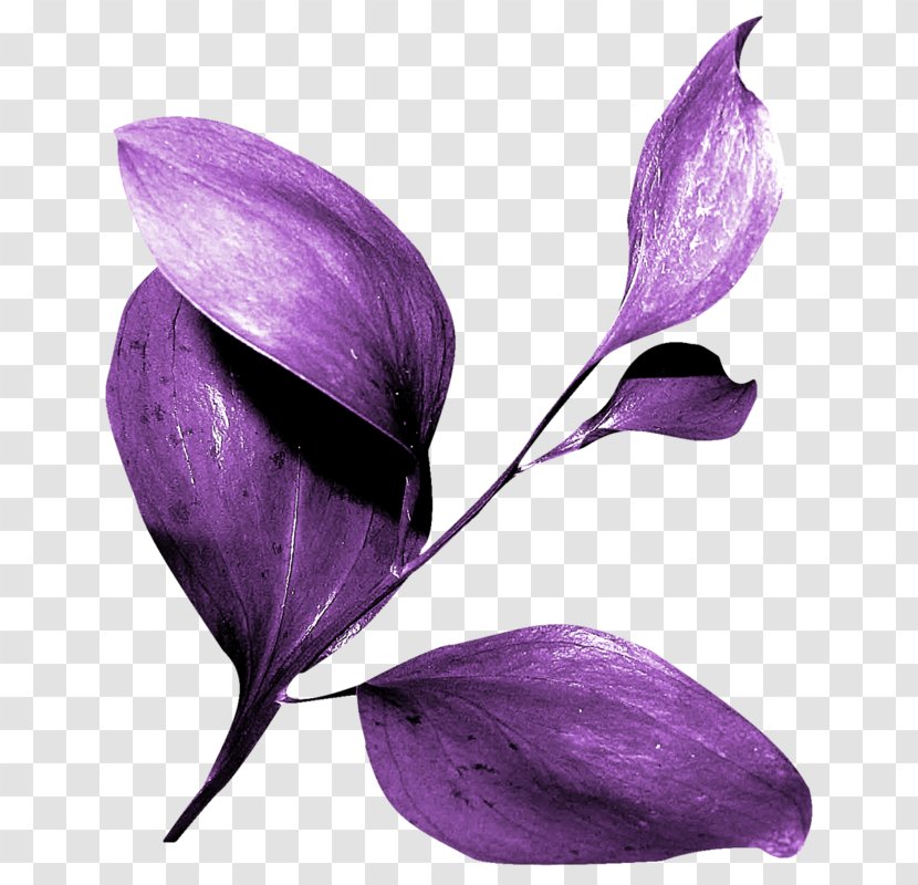 Leaf Image Branch Clip Art - Purple - Radicchio Leaves Bitter Transparent PNG
