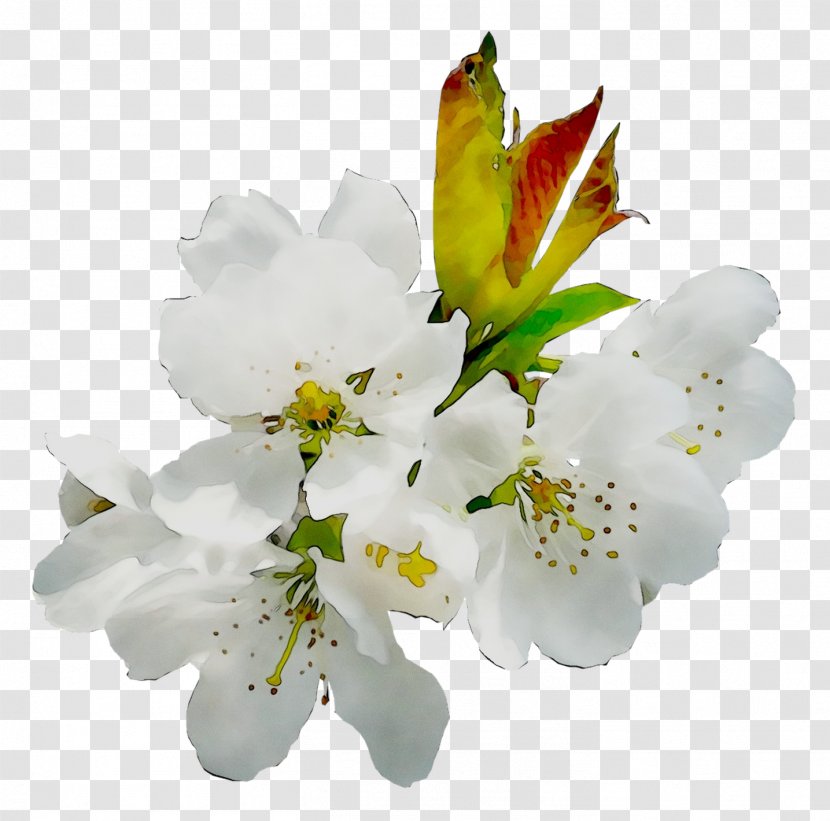 Lily Of The Incas ST.AU.150 MIN.V.UNC.NR AD Cut Flowers Cherry Blossom - White - Alstroemeriaceae Transparent PNG