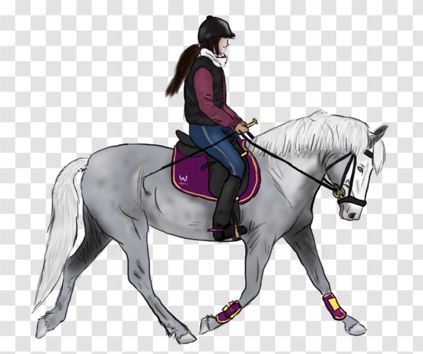 Stallion Hunt Seat Bridle Pony Mustang - Horse Supplies Transparent PNG