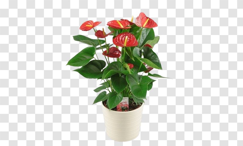 Flower Flowering Plant Anthurium Flowerpot - Impatiens Camellia Transparent PNG
