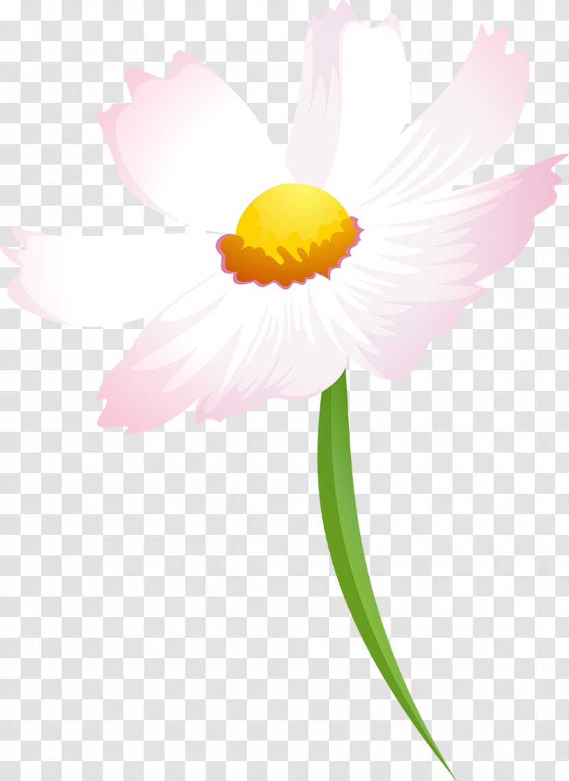Flower Daisy Family Petal Desktop Wallpaper Plant - Computer - Cosmos Transparent PNG