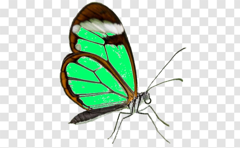 Monarch Butterfly Pieridae Gossamer-winged Butterflies Moth - Samsung Galaxy S7 Edge Template Transparent PNG