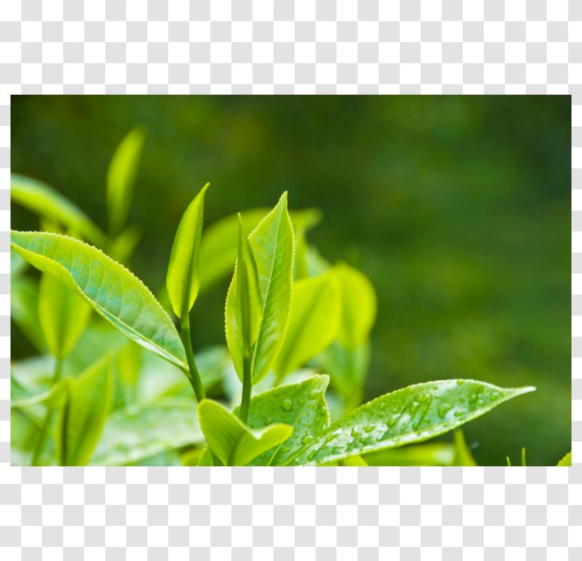 Tea Production In Sri Lanka White Green Camellia Sinensis Transparent PNG