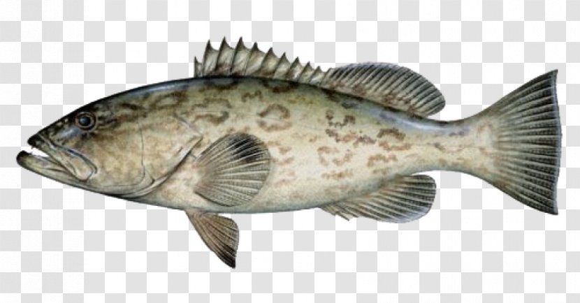 Black Grouper Mycteroperca Microlepis Florida Fishing - Frame Transparent PNG