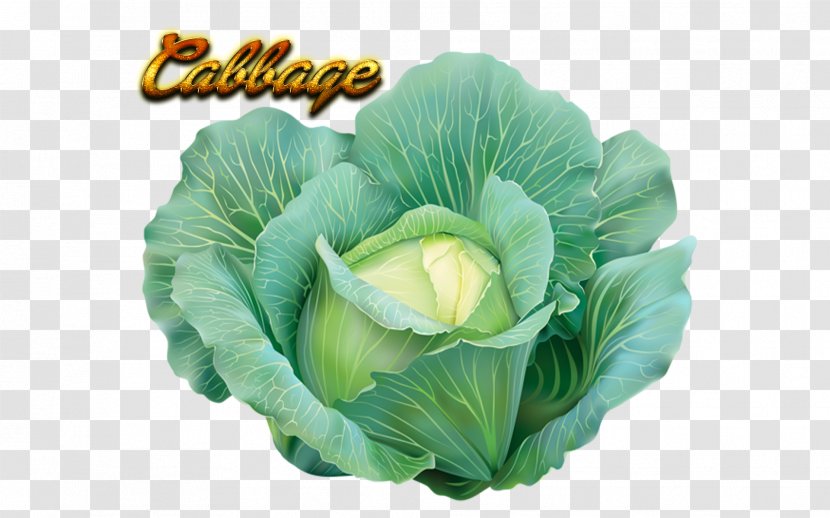 Cabbage Clip Art Vegetable Cauliflower Greens - Chinese Transparent PNG